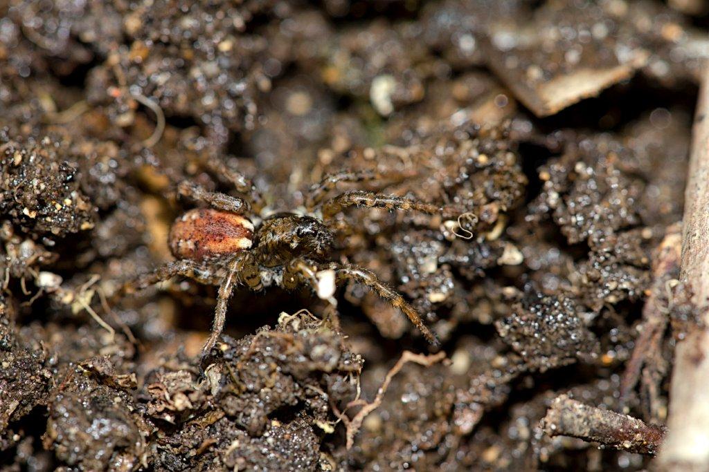 Arctosa cf. perita